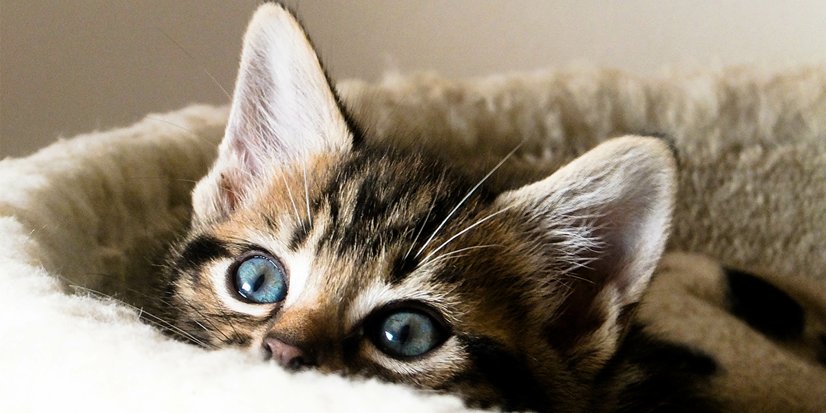 هشت دانستنی جالب که باید در مورد بچه گربه ها بدانید!