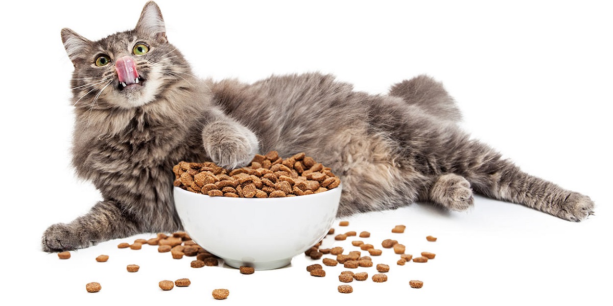 تغذیه گربه ها و نکات مربوط به آن در دوره های سنی مختللف