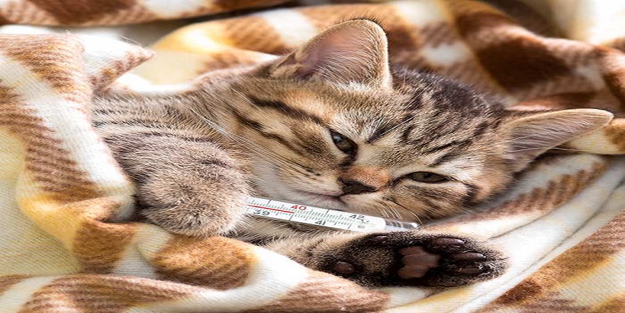 علائم سرماخوردگی گربه
