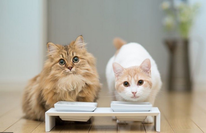 چه تفاوتی میان پوچ گربه و کنسرو گربه وجود دارد؟